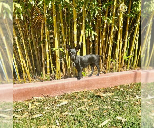 Medium Photo #3 Chiweenie Puppy For Sale in San Jose, CA, USA