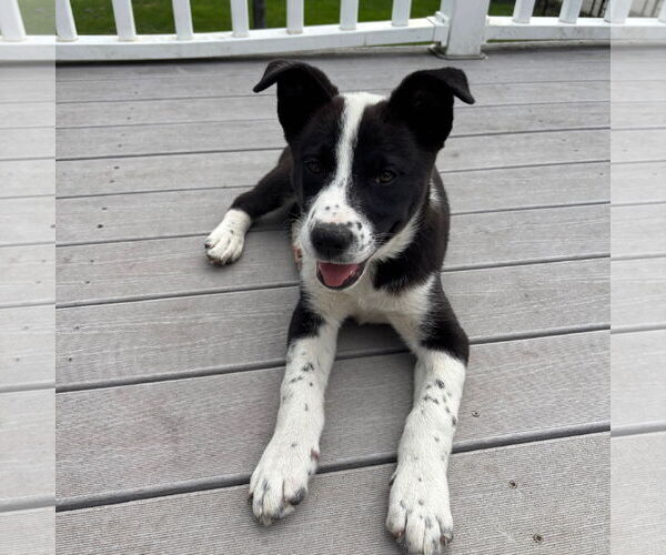 Medium Photo #24 Huskies -Unknown Mix Puppy For Sale in Fargo, ND, USA