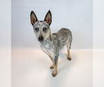 Small #5 Jack Russell Terrier Mix