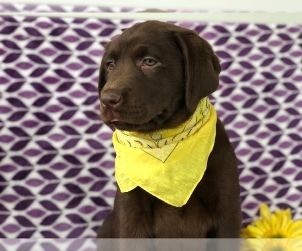 Medium Photo #1 Labrador Retriever Puppy For Sale in EAST EARL, PA, USA