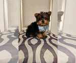 Small #1 Yorkshire Terrier