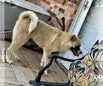 Small Photo #2 Akita Puppy For Sale in STROUD, OK, USA