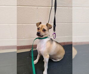 Chihuahua-Unknown Mix Dogs for adoption in Ogden, UT, USA