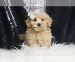 Puppy Jude F1 Maltipoo