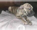 Small Photo #5 Boerboel-Cane Corso Mix Puppy For Sale in TOMBALL, TX, USA