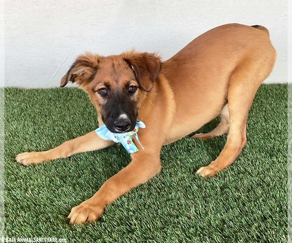 Medium Photo #2 German Shepherd Dog-Unknown Mix Puppy For Sale in San Diego, CA, USA