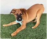 Small #1 German Shepherd Dog Mix