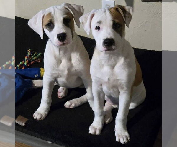 Medium Photo #19 American Pit Bull Terrier-Australian Shepherd Mix Puppy For Sale in OKLAHOMA CITY, OK, USA