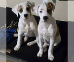 Small #18 American Pit Bull Terrier-Australian Shepherd Mix