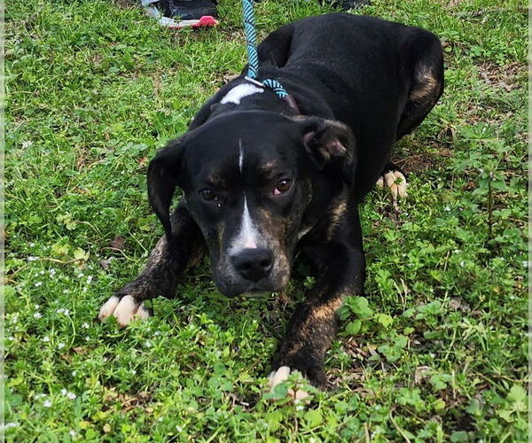 Medium Photo #7 American Staffordshire Terrier-Unknown Mix Puppy For Sale in Wetumpka, AL, USA