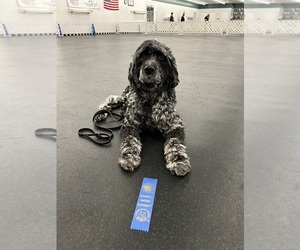 Father of the Portuguese Water Dog puppies born on 06/23/2025