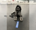 Small Photo #1 Portuguese Water Dog Puppy For Sale in DES MOINES, IA, USA