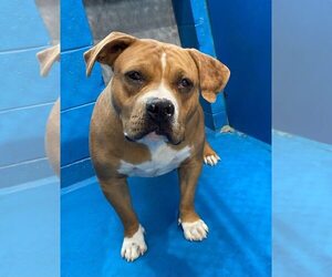American Pit Bull Terrier-Unknown Mix Dogs for adoption in Calgary, Alberta, Canada