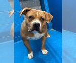 Small American Pit Bull Terrier Mix