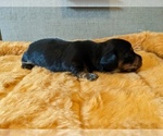 Small Photo #4 Dachshund Puppy For Sale in SWEET HOME, OR, USA