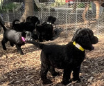 Small Photo #7 Labradoodle Puppy For Sale in HARRISONVILLE, MO, USA