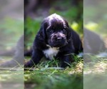 Small Photo #9 Newfoundland Puppy For Sale in MADISON, WI, USA