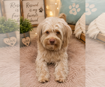 Small Havanese