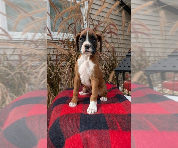 Medium Photo #13 Boxer Puppy For Sale in GOSHEN, IN, USA