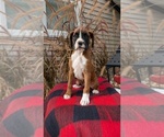 Small #12 Boxer