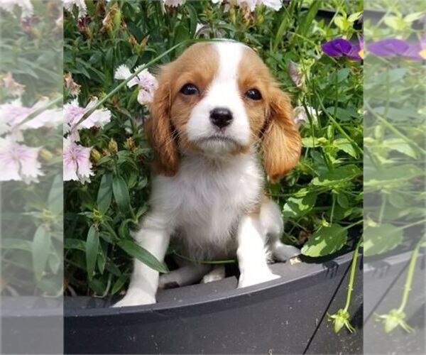 Medium Photo #1 Cavalier King Charles Spaniel Puppy For Sale in ORO VALLEY, AZ, USA