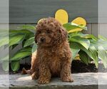 Small #1 Cavapoo (Miniature)