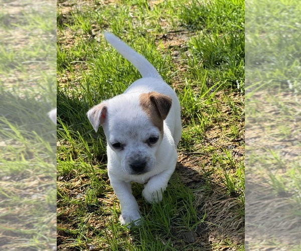 Medium Photo #5 Chihuahua Puppy For Sale in OAKDALE, CA, USA