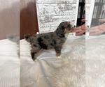 Small Photo #11 Aussiedoodle Puppy For Sale in FREMONT, MI, USA
