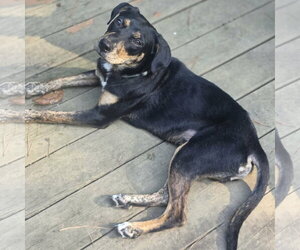 Forest - Male Labrador Retriever-Unknown Mix Dog for Adoption - Photo #4