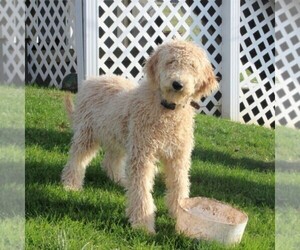 Labradoodle-Poodle (Miniature) Mix Puppy for sale in NEW PROVIDENCE, PA, USA