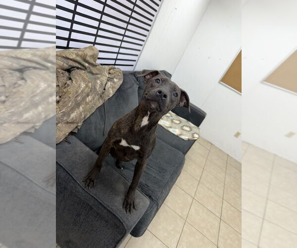 Medium Photo #3 Labrador Retriever-Unknown Mix Puppy For Sale in Elmsford, NY, USA