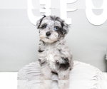 Small Photo #2 Poovanese Puppy For Sale in MARIETTA, GA, USA