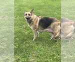 Small #1 German Shepherd Dog