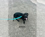 Small #1 American Pit Bull Terrier-Basset Hound Mix