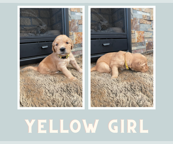 Medium Photo #8 Golden Retriever Puppy For Sale in S LAKE TAHOE, CA, USA