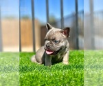 Small #15 French Bulldog