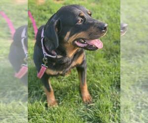 Mabel - Female Rottweiler Dog for Adoption - Photo #3