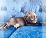 Small Photo #10 French Bulldog Puppy For Sale in STUDIO CITY, CA, USA