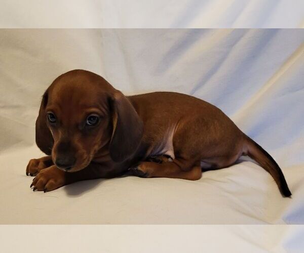 Medium Photo #1 Dachshund Puppy For Sale in KUNA, ID, USA