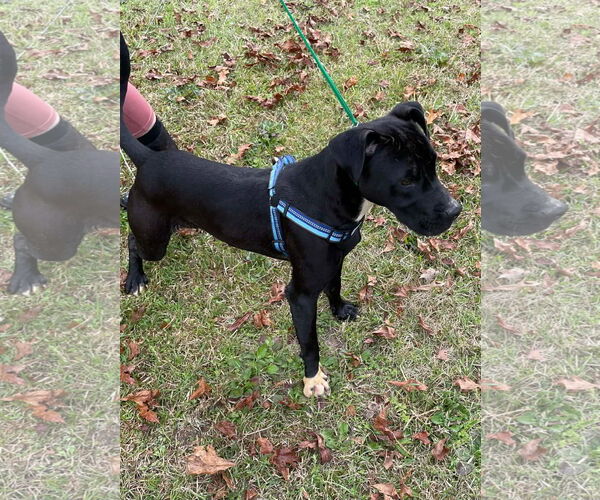 Medium Photo #3 Mutt Puppy For Sale in Rockaway, NJ, USA