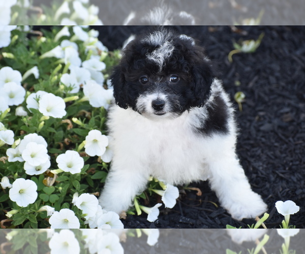 Medium Photo #2 Bichpoo Puppy For Sale in ELDORADO, OH, USA