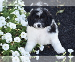 Mr Dane - Male Bichpoo Puppy for Sale - Photo #2
