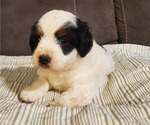 Small #17 Bernedoodle (Miniature)
