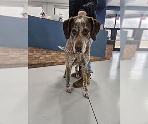German Shorthaired Pointer-Great Pyrenees Mix Dogs for adoption in Temple, TX, USA