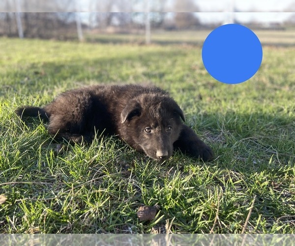 Medium Photo #5 German Shepherd Dog Puppy For Sale in BOLIVAR, MO, USA