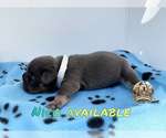 Small Photo #8 French Bulldog Puppy For Sale in LEHIGH ACRES, FL, USA