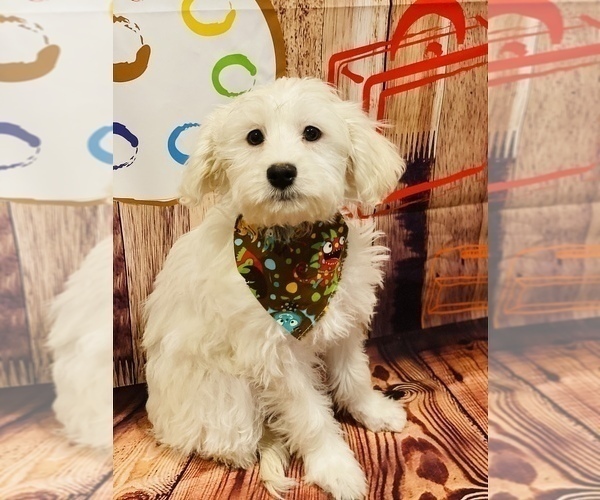 Medium Photo #3 Maltipoo Puppy For Sale in ACWORTH, GA, USA