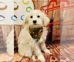 Small Photo #3 Maltipoo Puppy For Sale in ACWORTH, GA, USA