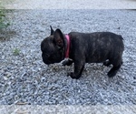Small Photo #13 French Bulldog Puppy For Sale in MADISON, OH, USA