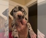 Small Great Dane